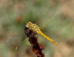Libelinhas de Portugal/ Portuguese Dragonflies