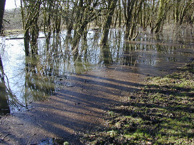 Dscn2413-flooded-trees-sidelight
