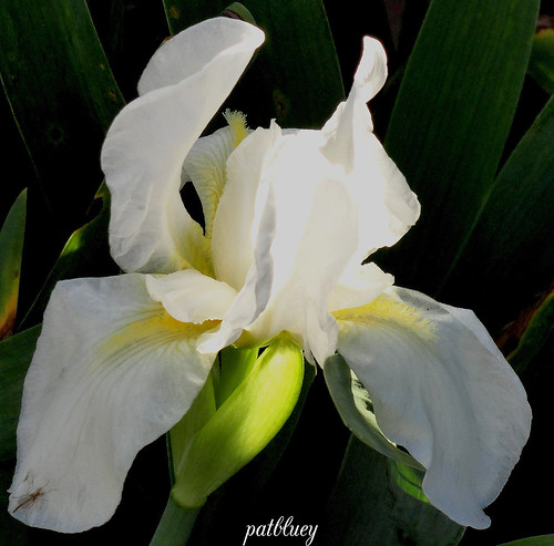 A white Iris and insect by pat.bluey