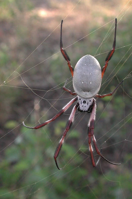 Orb-web Spider EC