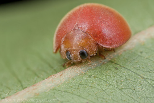 orange spotless ladybug / ladybird / lady beetle IMG_1566 copy