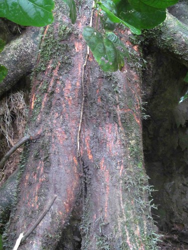 marks on Uapaca stilt root