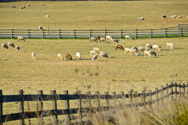 Chatham Sheep Herding Farm
