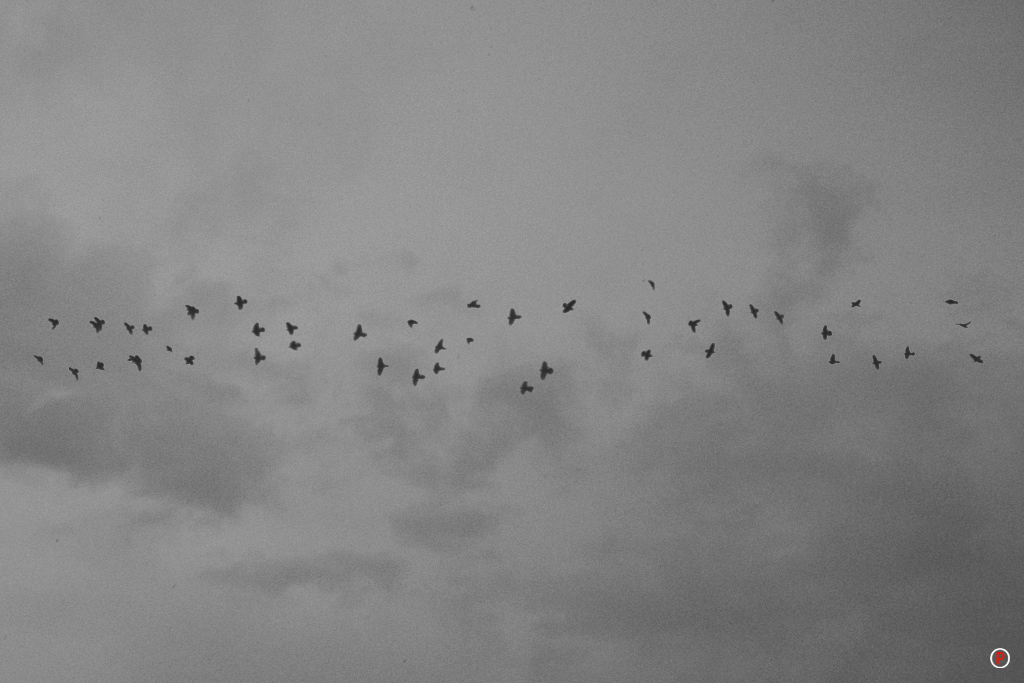 Rainy Day - Birdies