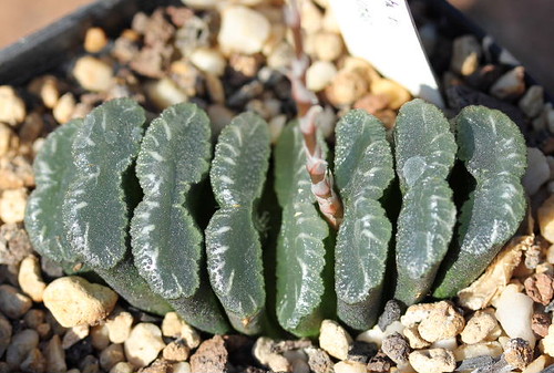 Haworthia truncata by picta67