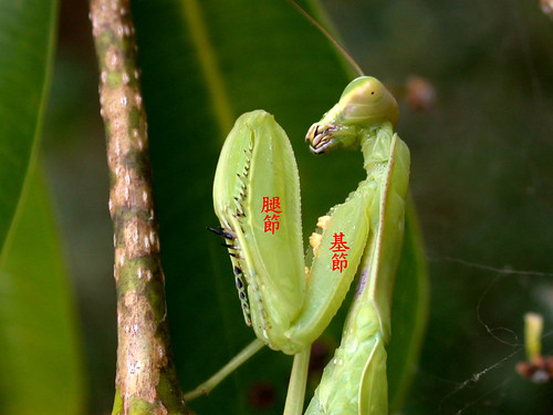 螳蛉前足脛節「往下」反折，與螳螂正巧相反。圖片來源：楊家旺