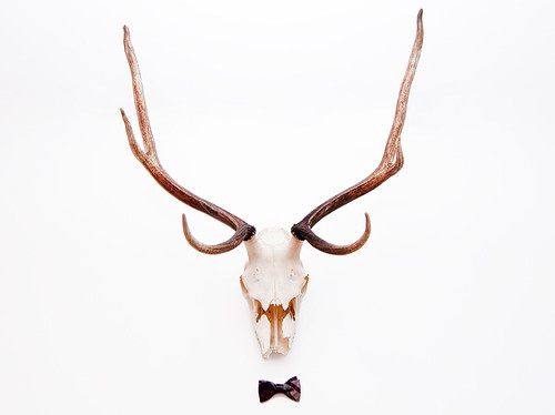 Bow tie Buck by petetaylor