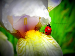 Ladybug macros