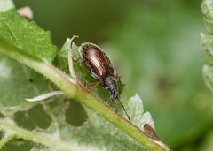 Weevils----Curculionidae