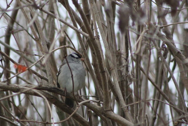 White-crowned Sparrow (Zonotrichia leucophrys) at Bombay Hook NWR on 16 December 2012