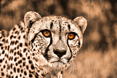 A Cheetah Stare