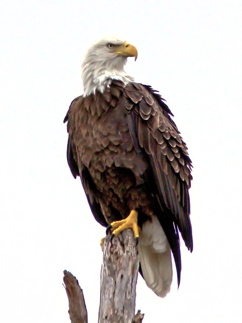 Eagle SOOC HDR edit 20111209