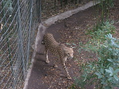 Pacing Cheetah 2