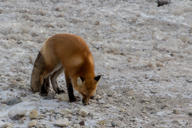 Red Fox in Churchill