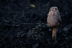 'mushrooms'