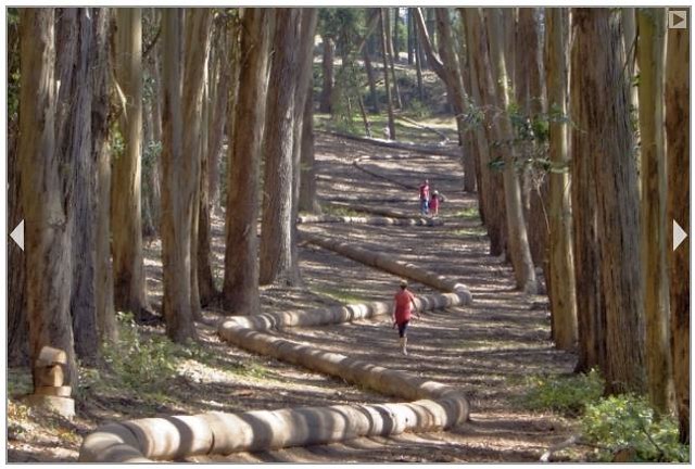 Wood Line in Presidio