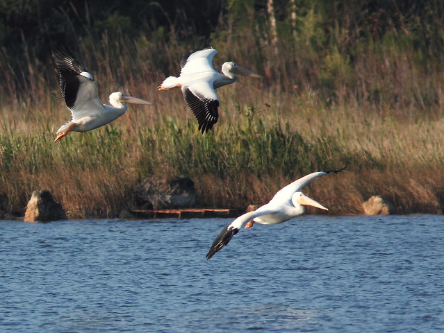 White Pelicans in flight 2-20121125
