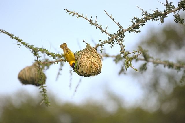 Masked Weaver Bird at Alamana camp in Tanzania-07 1-17-12