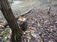 The Beavers in Twin River Park