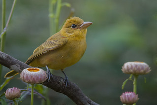 Summer tanager in my garden-Explored-