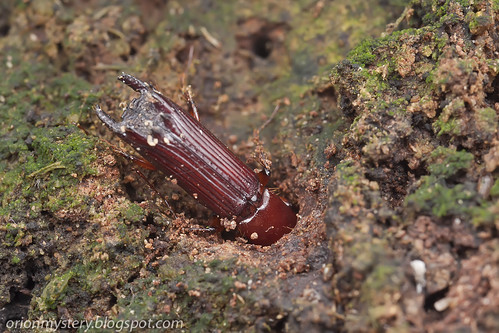 Ambrosia beetle, Platypodidae IMG_3406 copy