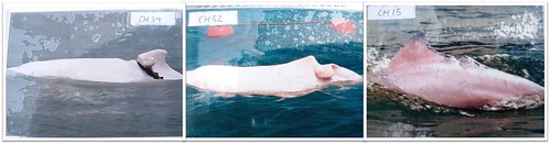 傷痕累累的白海豚照，翻拍自香港海豚保育學會Photo ID