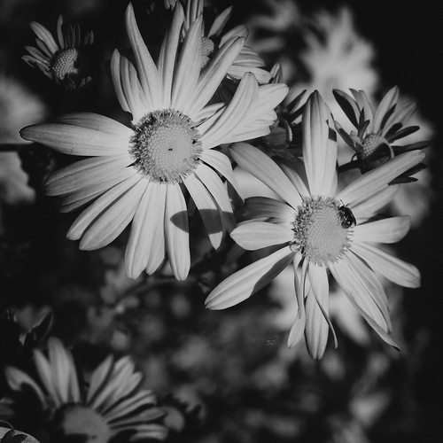 Monochrome Flowers by laguglio