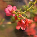 Hermannia stricta / Desert rose