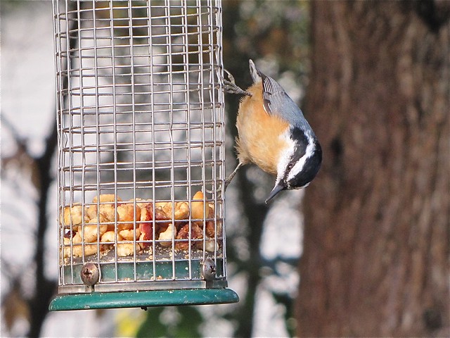 Red-breasted Nuthatch in Normal, IL 01