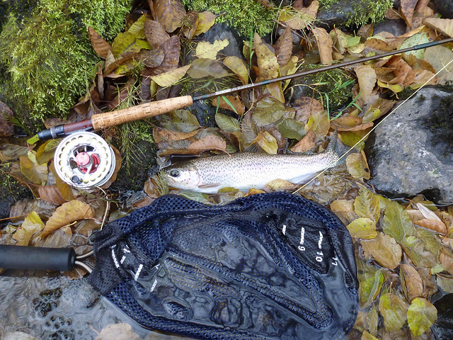 Middle Fork of the Willamette Trout