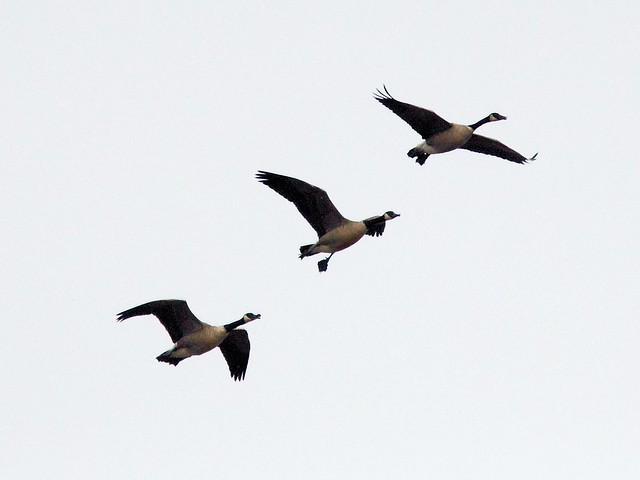 Canada Geese 20121115