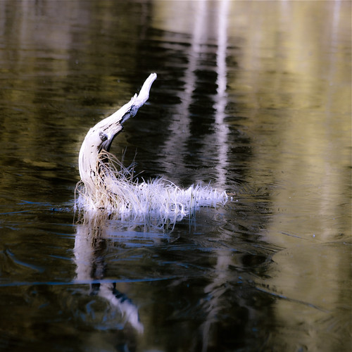 Chant de l'oiseau imaginaire... en reflet sur la glace fine du marais... premier frisson...!!! by Denis Collette...!!!