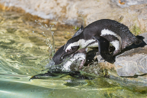 Plunging penguin by Tambako the Jaguar