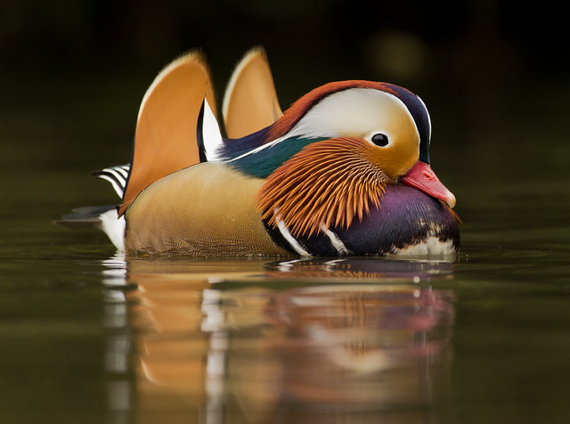 mandarin duck male 2