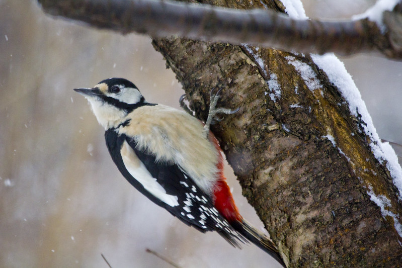 Hackspett, woodpecker (Dendrocopos major)