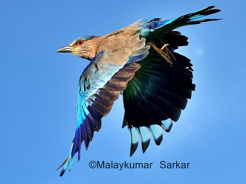 Coracias benghalensis, Indian Roller/Blue Jay, Nilkantha Pakhi.