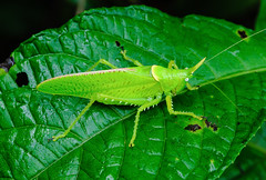 Long-horned Grasshoppers (Tettigoniidae)
