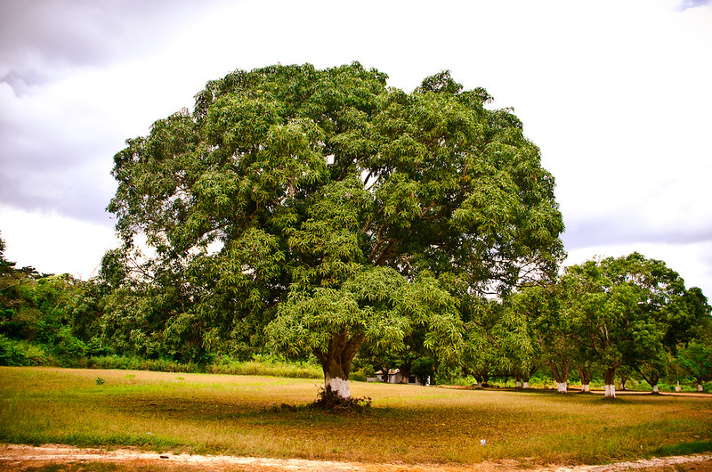 tree at Barakese
