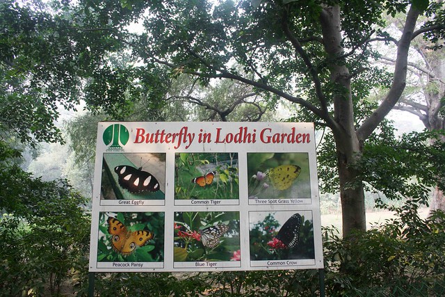 City Hangout – Wild Life, Lodhi Gardens