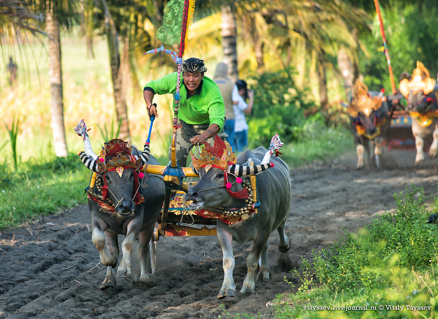 Buffalo race in Bali © Vitaly Taysaev for Ridus.ru