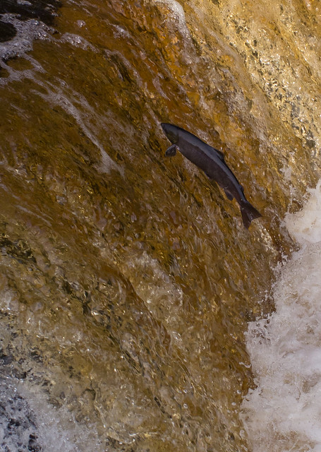 salmon leaping-4