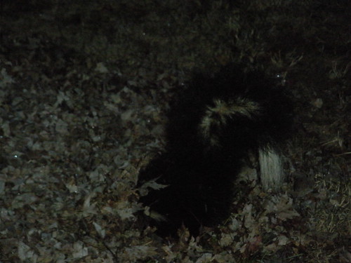 2012-11-22 [10] Skunk