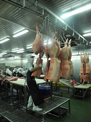 台灣養殖的豬隻吃玉米豆粕的白毛豬佔7成，吃廚餘的黑毛豬只有3成。