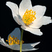 Anemone Pulsatilla (floarea-pastelui),-10-02866