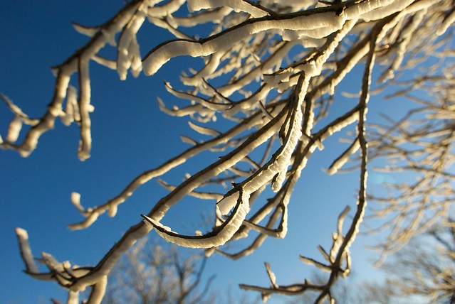 樹氷