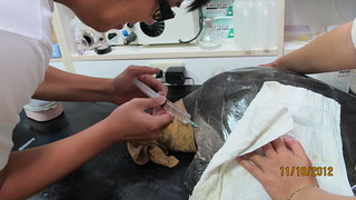 研究人員為海龜救傷。（圖片來源：程一駿研究團隊）