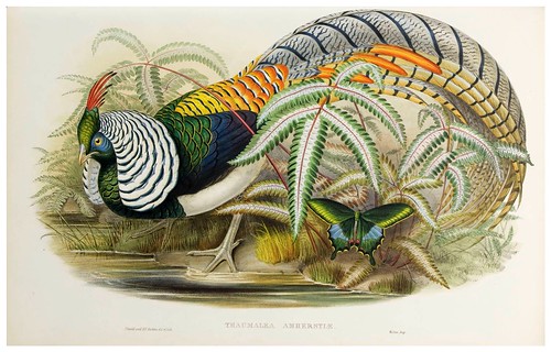 007-Lady Amherst's Pheasant-The birds of Asia vol. VII-Gould, J.-Science .Naturalis