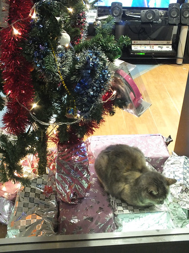 Karácsonyi macska a Karácsonyfa alatt