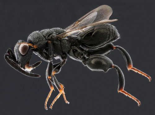 Psilochalcis wasp, side, Dominican Republic_2012-12-13-15.11.14 ZS PMax