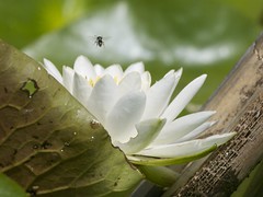 white water lily, Nymphaea  adorata 